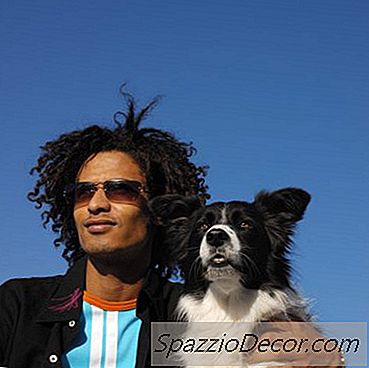 Un Elenco Di Trucchi Facili Da Insegnare Ai Border Collie