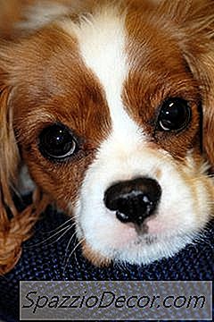 Lijst Met Spanielrassen