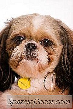 Списък На Видовете Малки Домашни Кучета