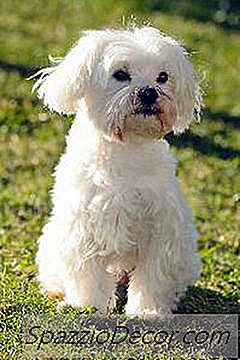 Malteser Hunde Und Krampfanfälle