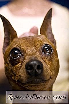 Mange I En Miniature Pinscher