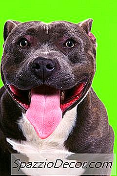 Mange In Pit Bull Dogs