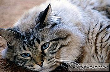 Miticida De La Sarna Para Gatos