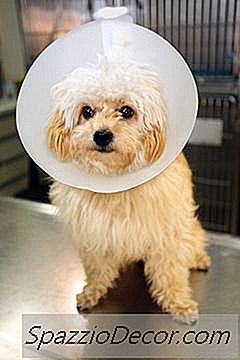 Emaranhado, Fur Damp Em Cães Que Eles Mantenham Lambendo