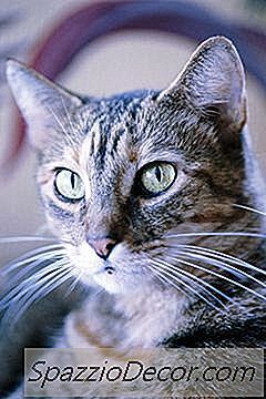 Médicaments Contre La Conjonctivite Chez Les Chats