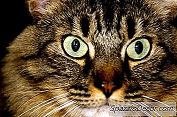Medicin Til At Hjælpe Rolige Katte