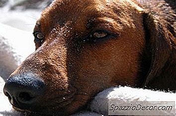 Doenças Metabólicas Em Cães