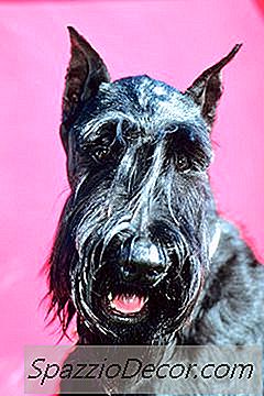 Schimbul De Schnauzer Mini