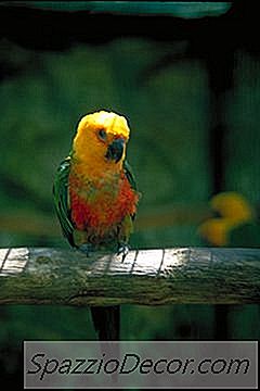 Amazonas Papegojor Är De Vanligaste Sjukdomarna