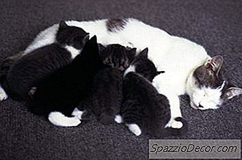 Instintos De Una Madre Gato En El Cuidado De Gatitos