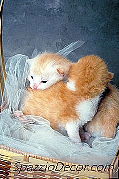 多猫垃圾比 单猫砂