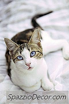 Nagelkrankheiten Bei Katzen Info