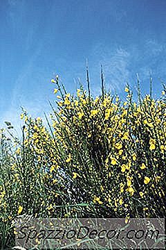 猫的雾化器治疗