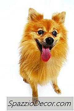 Transtornos Neurológicos Em Pomeranians