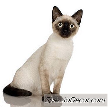 Procedimiento De Neutralización Para Gatos