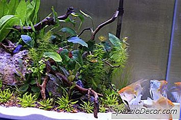 Нови Попис За Акваријум