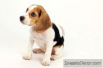 Nyfødt Beagle Puppy Informasjon