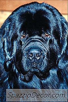 Поведение На Кучетата В Нюфаундленд