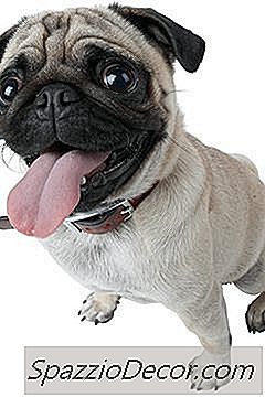 Köpekler İçin Normal Solunum Hızı