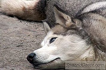 Savjeti O Ishrani Za Sibirske Huskyje