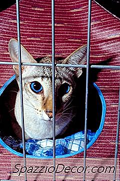 Đấu Kiếm Ngoài Trời Cho Mèo
