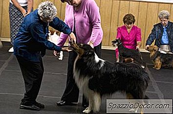 În Cazul În Care Câinii Vă Arată Pâinea Și Untul, Știți Cât De Necorespunzătoare Este Alinierea Dinților Care Poate Face O Mușcătură Din Perspectiva Inelului De Spectacol. Cu Toate Acestea, O Malocluzie Merge Mult Mai Departe Decât A Fi O Încercare Pur Cosmetică. În Timp Ce Puii Tăi Nu-I Pasă De A Avea Un Zâmbet Frumos, Suprapunerile Pot Provoca Probleme Semnificative.