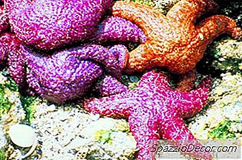 ヒトデを所有する