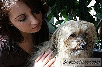Pacing & Circling Bei Hunden