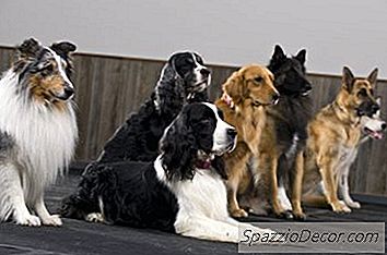 Pakketgedrag Van Honden En Wolven