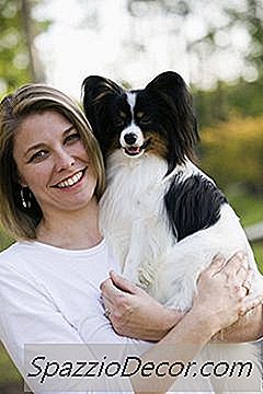 Anjing Papillon & Cuaca Panas