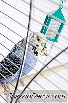 Parakeet Cage Care