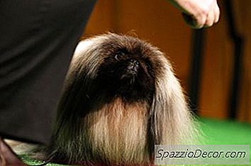 Pekingese Frisuren