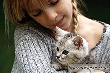 银色小猫的完美名称