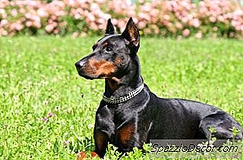 Gioca Aggressione In Doberman Cani