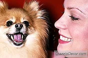 Perawatan Anjing Pomeranian Dengan Lion & Fox Cuttings