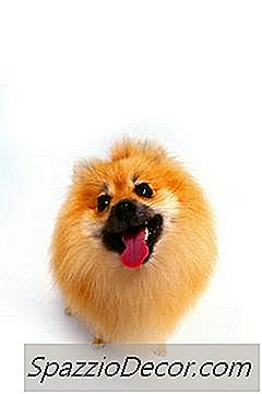 포메라니안 치아 관리