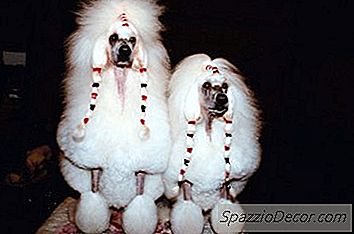 Idei De Îngrijire A Pudelilor