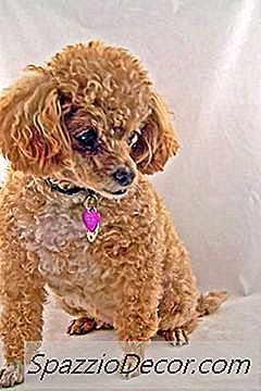 Puddles & Augnasjúkdómar