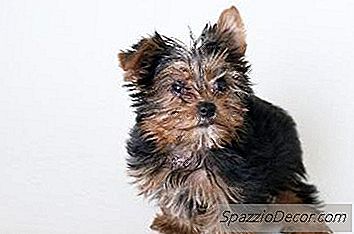Porkie Puppy Information