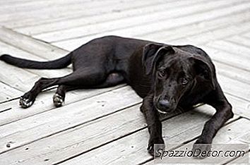 Probleme De Sănătate Posibile Cu Labradori