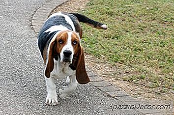 Problemas Com Basset Hounds