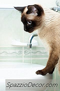 एक बिल्ली अत्यधिक पानी पीने के साथ समस्याएं