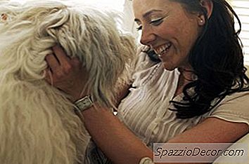 Проблеми С Labradoodles