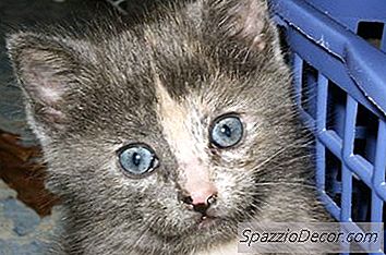 Bir Yavru Kedi Spay Için Uygun Yaş