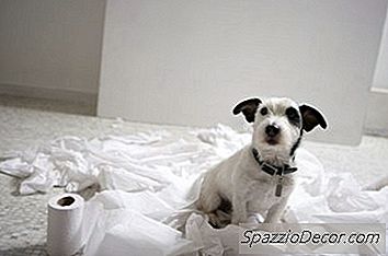 Pros & Contras Von Soft Sided Dog Kisten