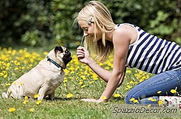 Pugs E Alergénicos