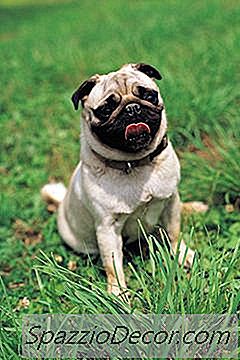 Pugs And Runny Noses