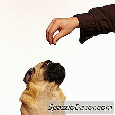 Pugs I Sljepoća