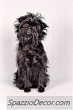 Rasă De Pui Care Stau Mici