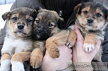 Puppy Teething Stages